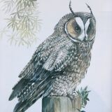 Owl ornithological board