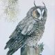 Owl ornithological board