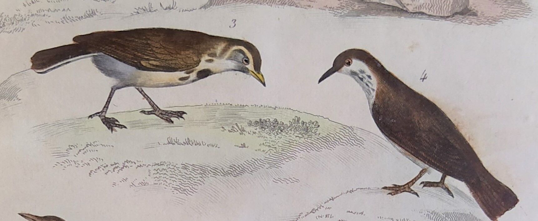 Original Ornithological plate " Lark of the fields - Farlouse - &c... " Buffon (1836)