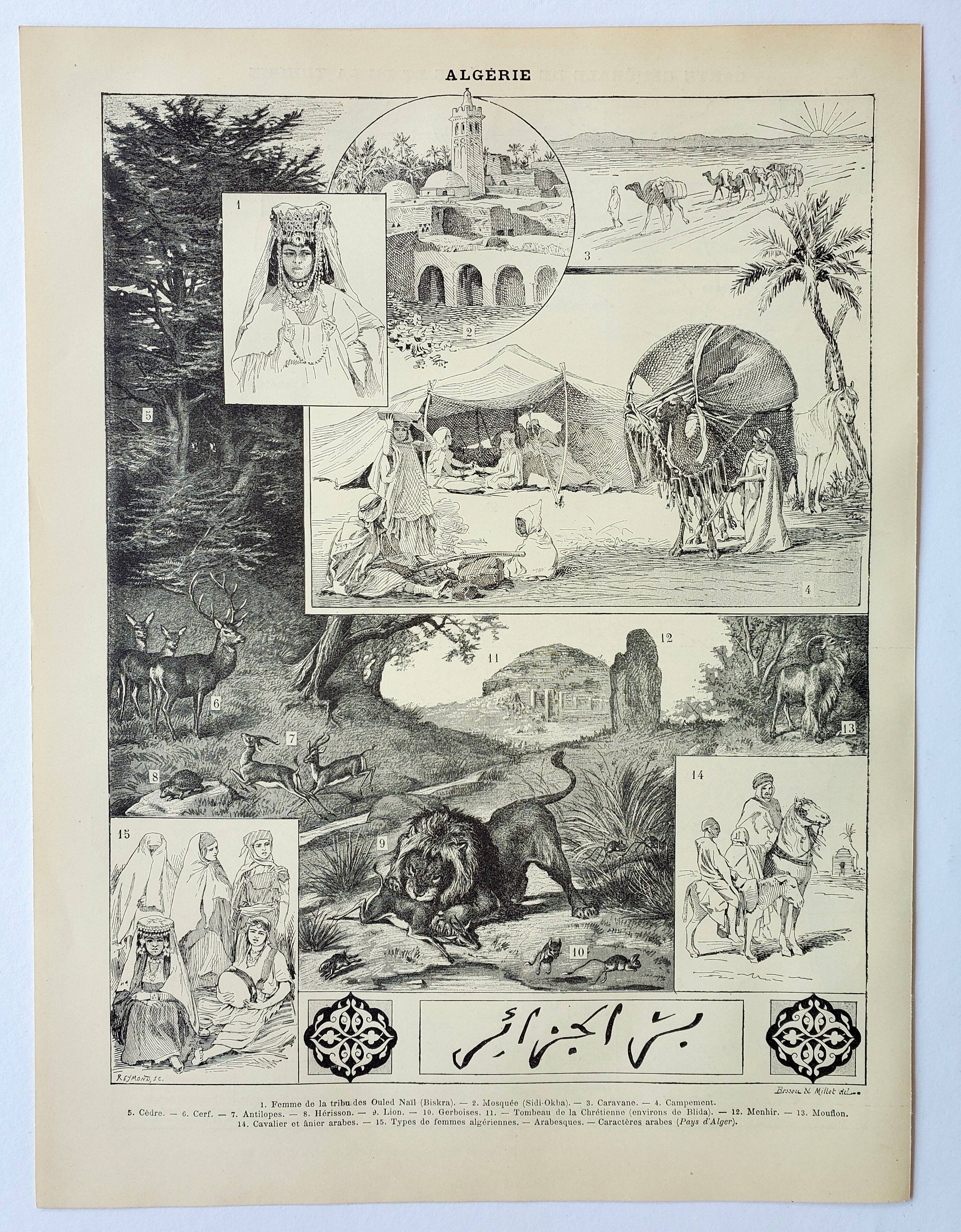 Old engraving 1898, Algeria, fauna and flora, Arabic • Lithograph, Original plate