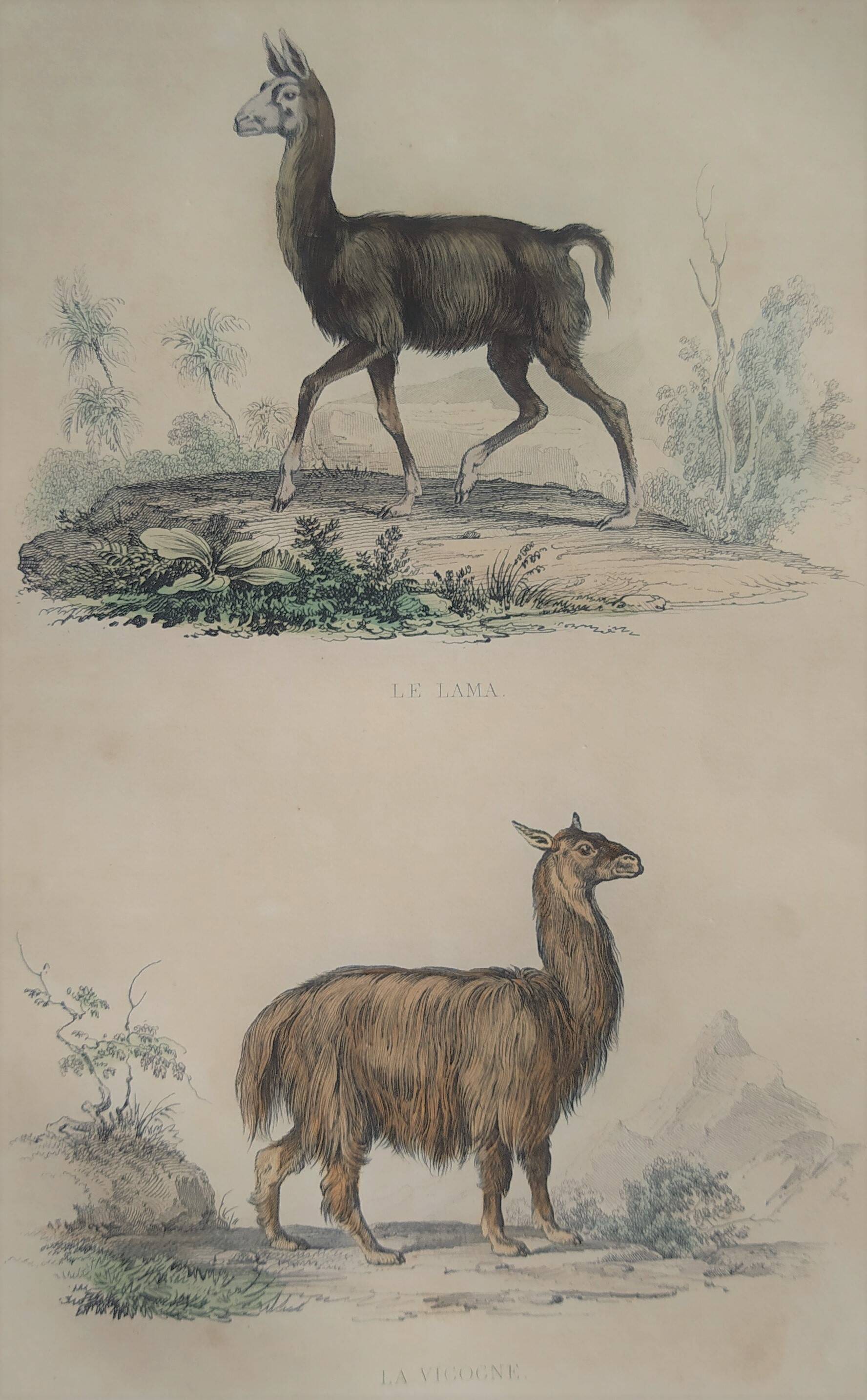 Ornithological Plate Buffon 1838 "Llama & Vicuña"