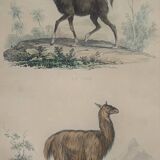 Ornithological Plate Buffon 1838 "Llama & Vicuña"