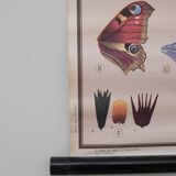 Vintage educational chart