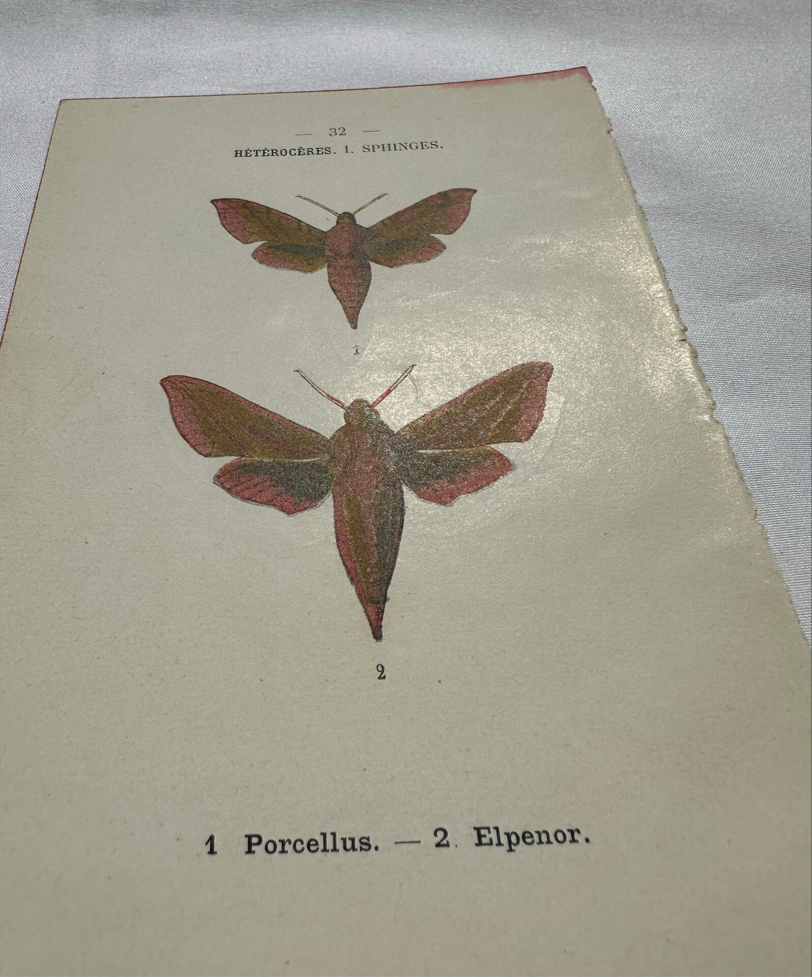Gravure botanique papillons double face planche naturaliste Eau forte