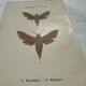 Gravure botanique papillons double face planche naturaliste Eau forte