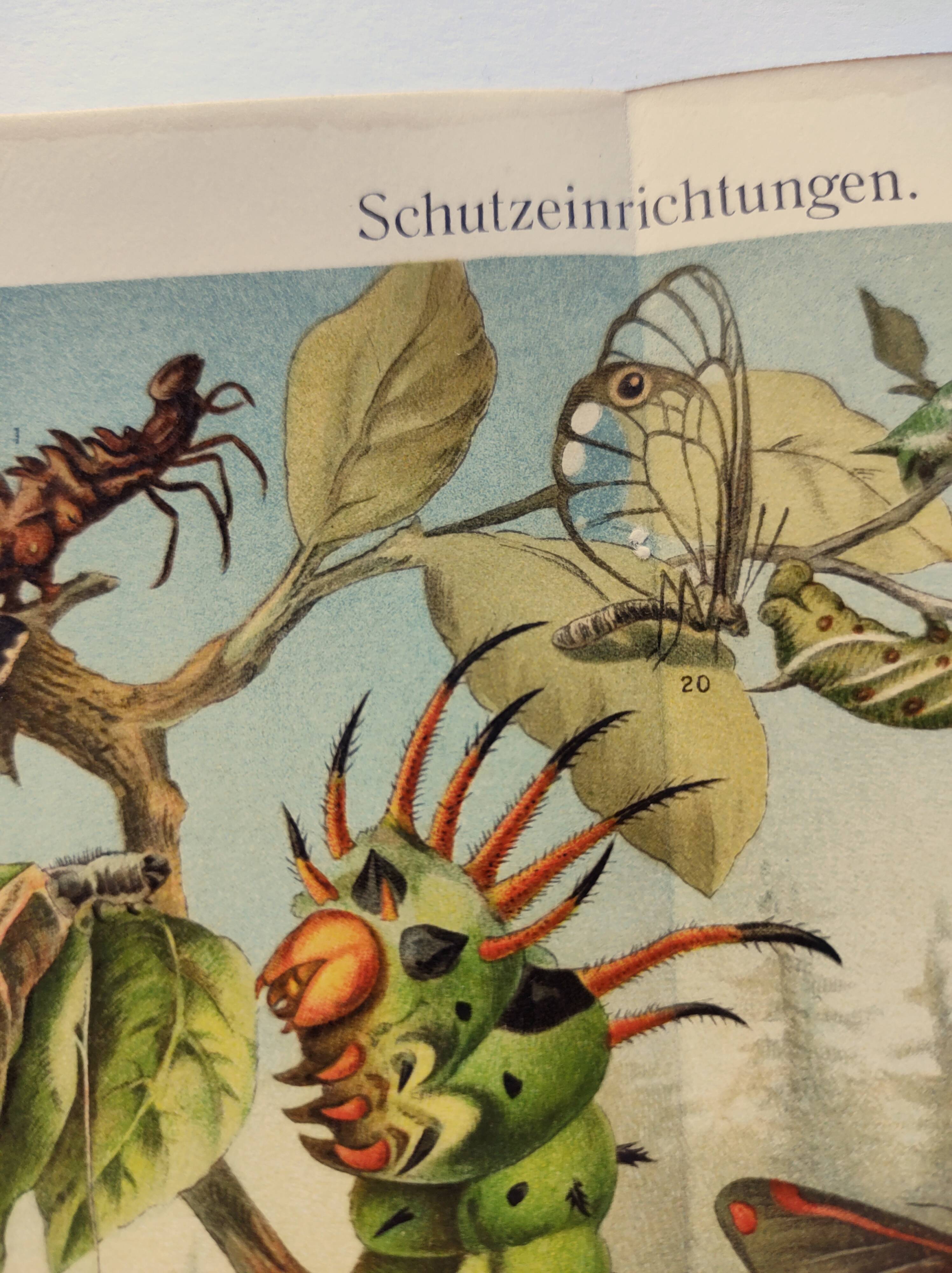 Zoological engraving from 1909 - Butterflies and insects - Old German print