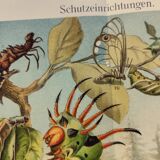 Zoological engraving from 1909 - Butterflies and insects - Old German print