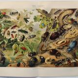 Gravure de 1909 - Insecte coléoptère - Affiche ancienne