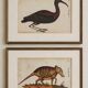 Pair of reproductions of the Codex Pomar of Natural History, Valencia, 1990