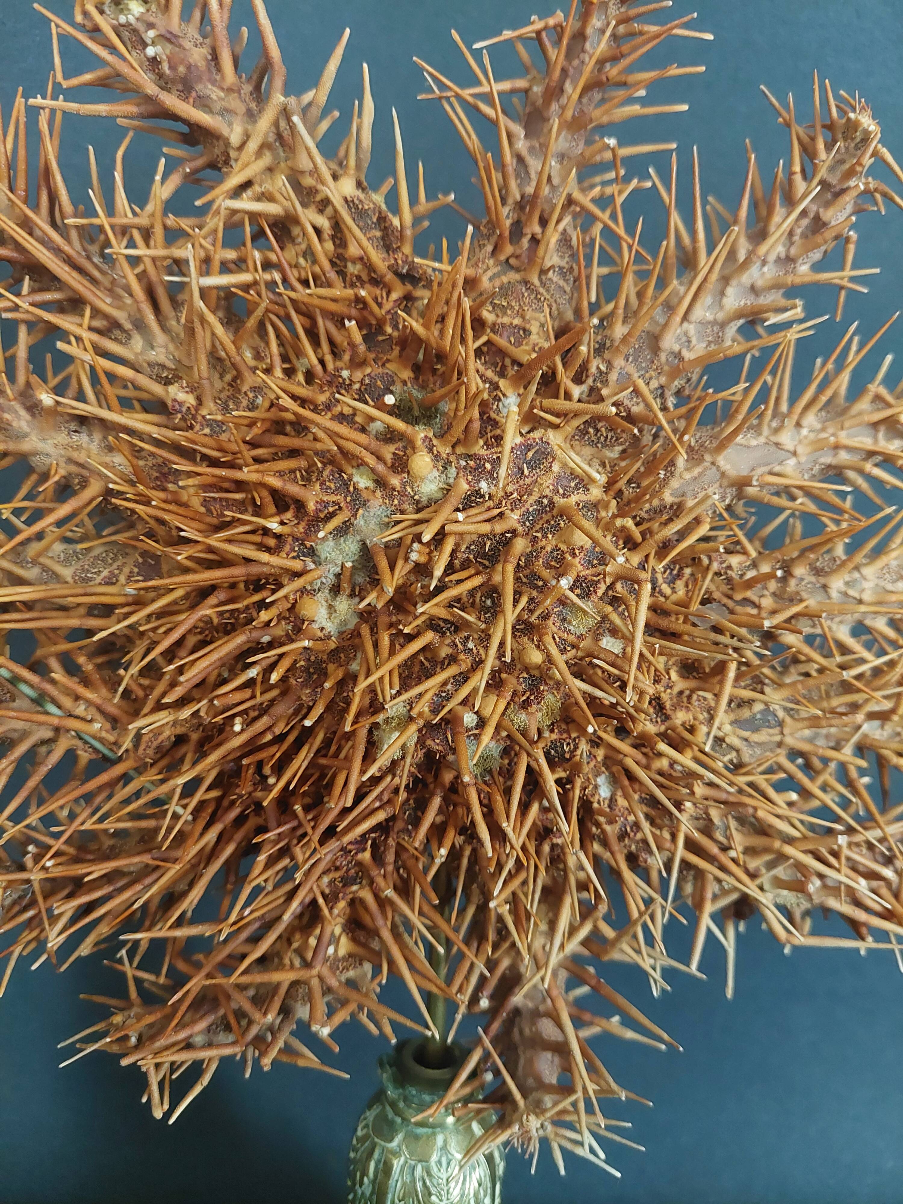 Cabinet de Curiosités étoile de mer acanthaster planci sur socle