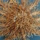 Cabinet de Curiosités étoile de mer acanthaster planci sur socle