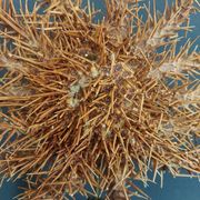 Cabinet of Curiosities: Crown-of-thorns starfish (Acanthaster planci) on a pedestal