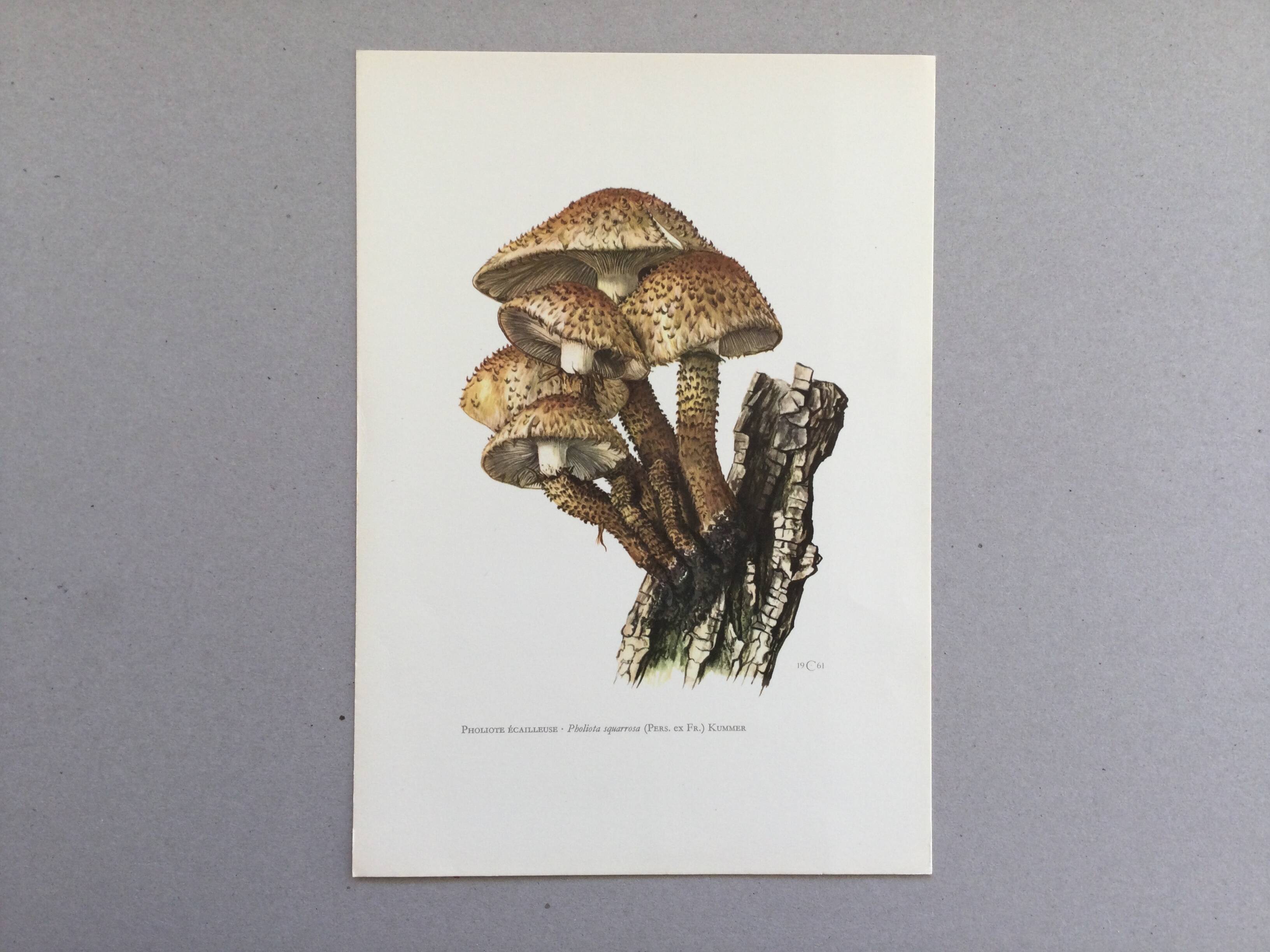 Botanical Illustration Mushroom Pholiote Vintage Print 1962
