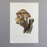 Botanical Illustration Mushroom Pholiote Vintage Print 1962