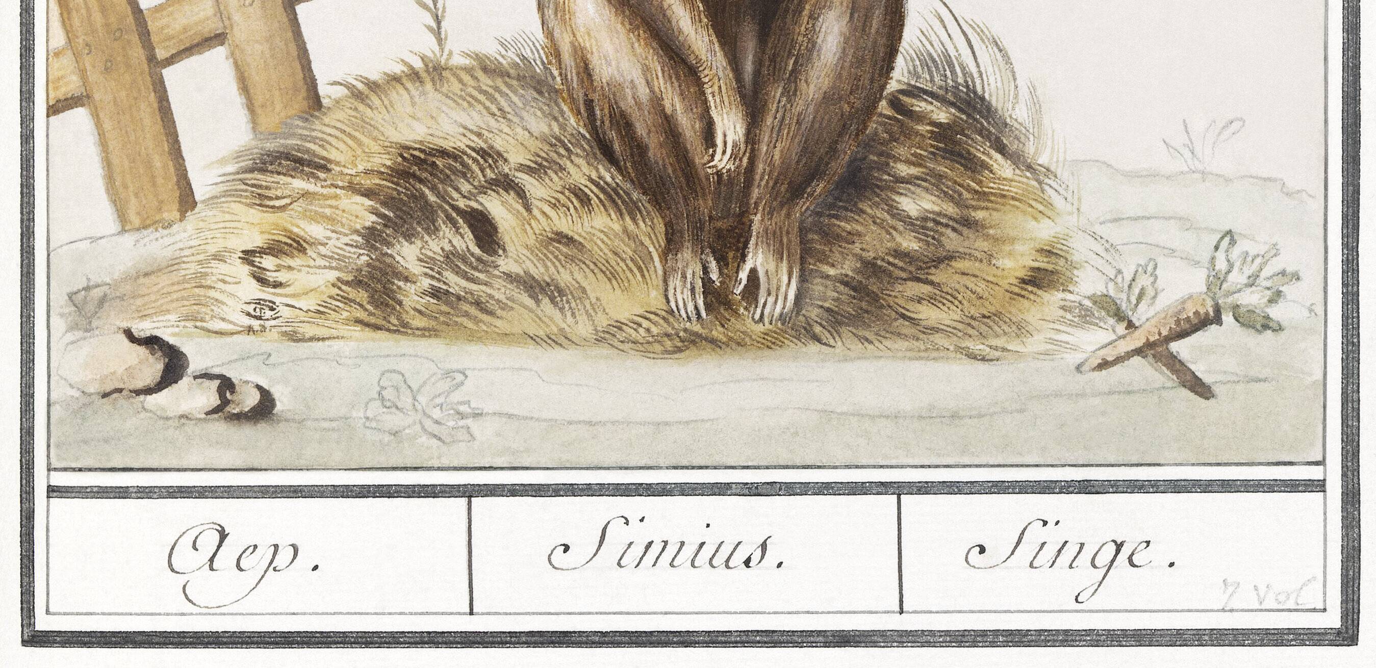 Small poster about the monkey, after an old engraving from 1610.