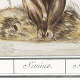 Small poster about the monkey, after an old engraving from 1610.