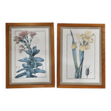 Framed botanical plates