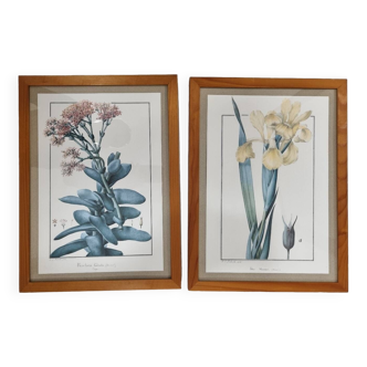Framed botanical plates