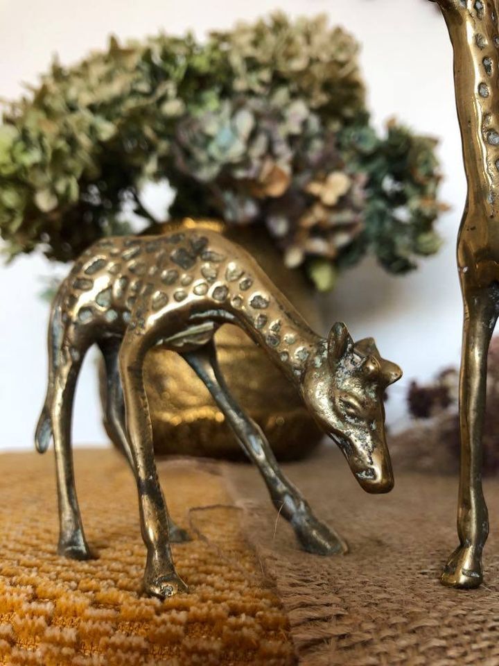 Pair of two giraffes