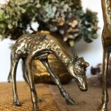 Pair of two giraffes