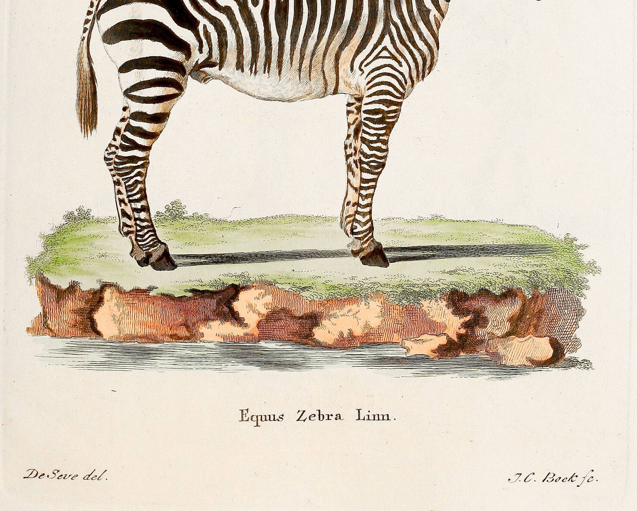 Poster of the Zebra, based on an old engraving from 1774.