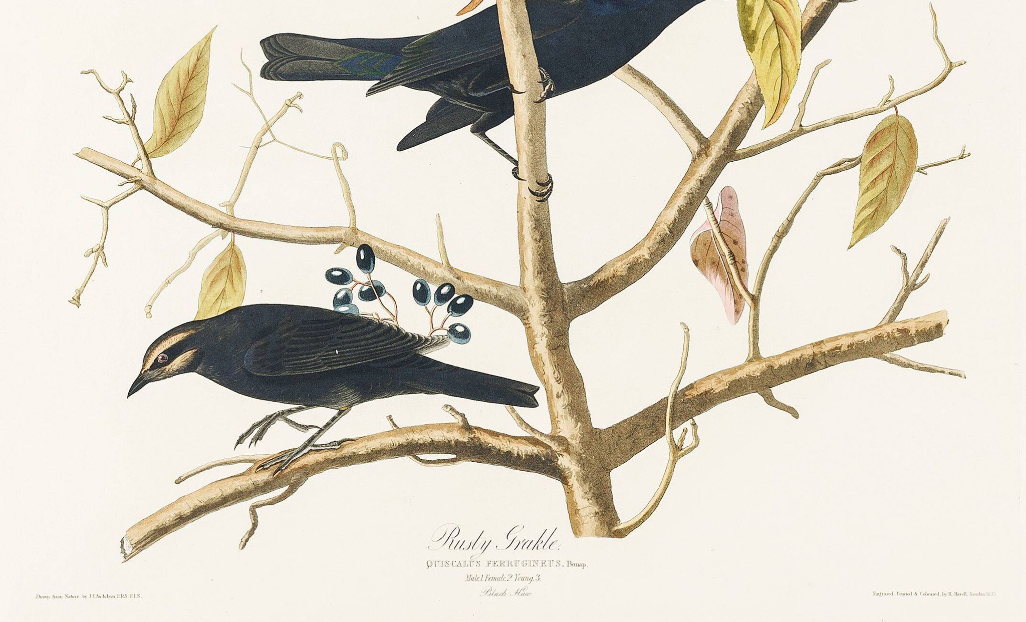 Poster about the Rusty Grackle, after an old engraving from 1827.