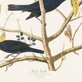 Poster about the Rusty Grackle, after an old engraving from 1827.