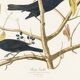Poster about the Rusty Grackle, after an old engraving from 1827.