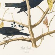 Poster about the Rusty Grackle, after an old engraving from 1827.