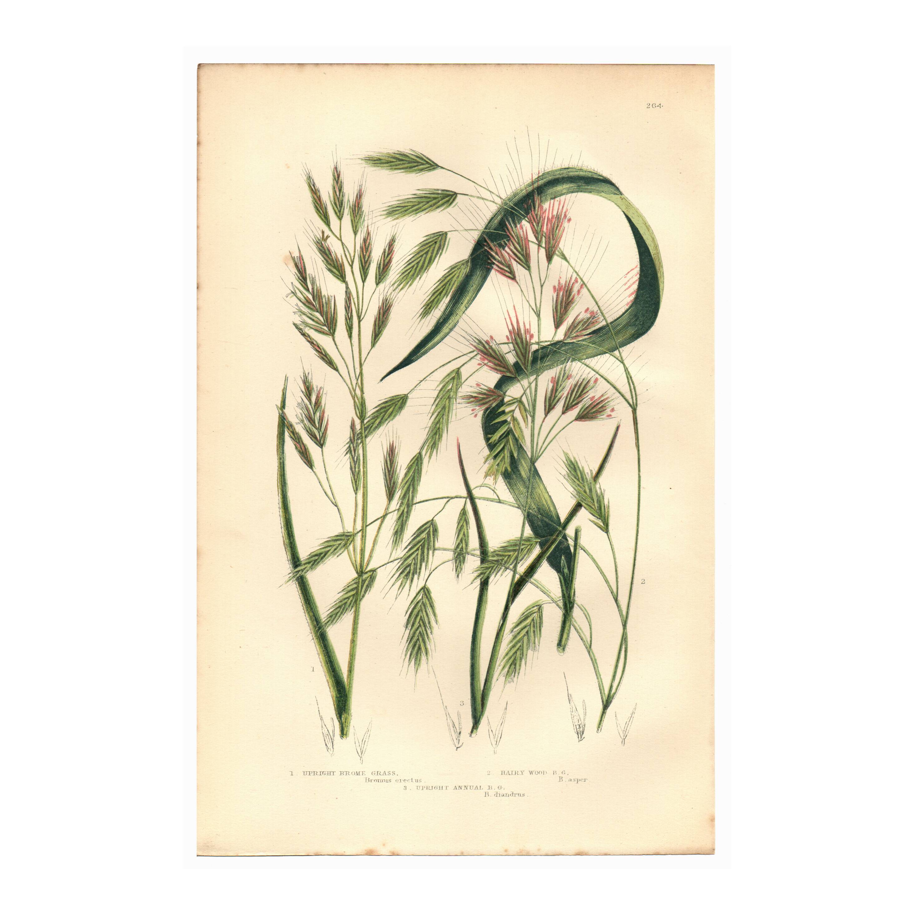 Engraving from 1889 - Straight Herbs by A. Pratt - Botanical lithograph