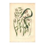 Engraving from 1889 - Straight Herbs by A. Pratt - Botanical lithograph