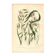 Gravure de 1889 - Herbes Droites par A. Pratt - Lithographie botanique