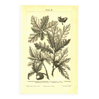 Gravure botanique de 1904 - Chênes II - Arbre aux glands - Lithographie