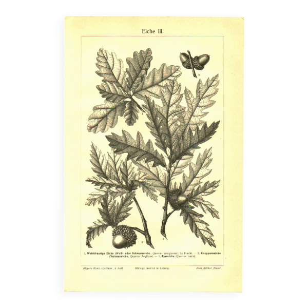 Gravure botanique de 1904 - Chênes II - Arbre aux glands - Lithographie — Beyit