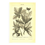 Botanical engraving from 1904 - Oaks II - Tree with acorns - Lithograph
