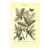 Botanical engraving from 1904 - Oaks II - Tree with acorns - Lithograph