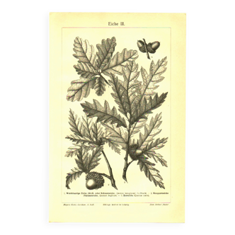 Botanical engraving from 1904 - Oaks II - Tree with acorns - Lithograph
