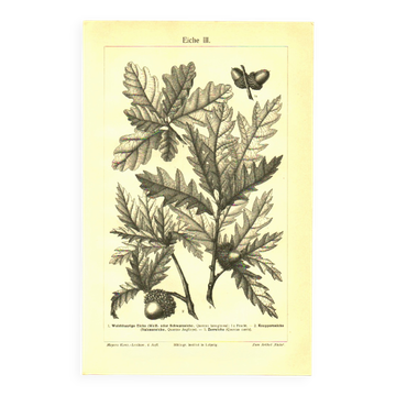 Gravure botanique de 1904 - Chênes II - Arbre aux glands - Lithographie