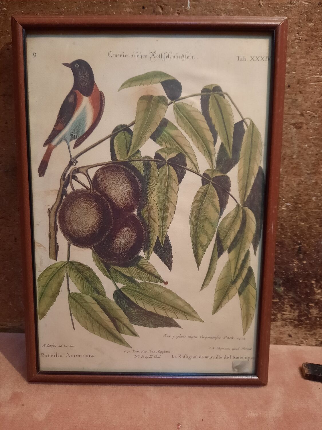Botanical plate