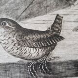 Original engraving / engraving by JB Tavy Notton, "The troglodyte", circa 1970