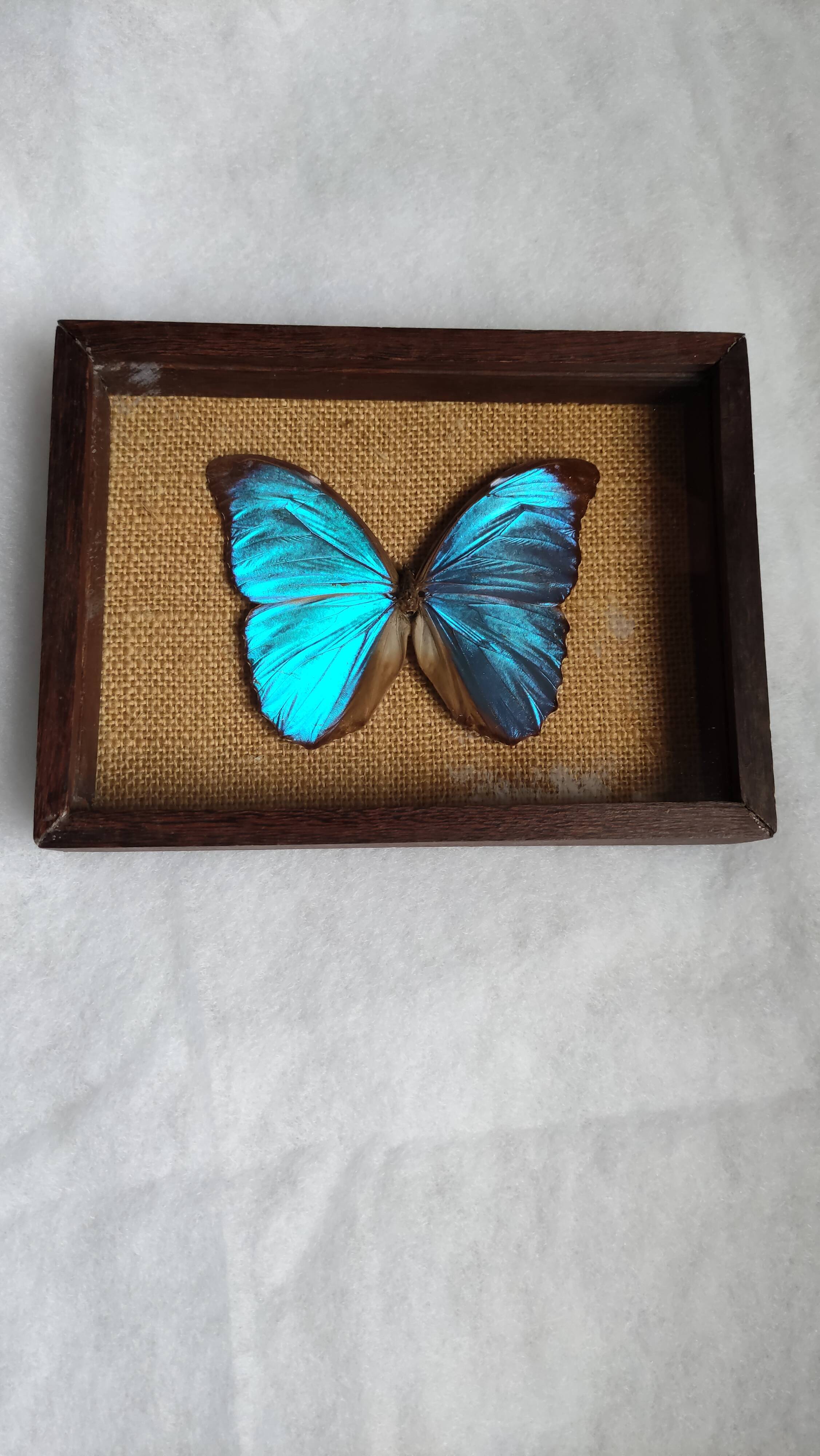 Cadre vintage d'un papillon morpho Ménélous