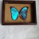 Cadre vintage d'un papillon morpho Ménélous
