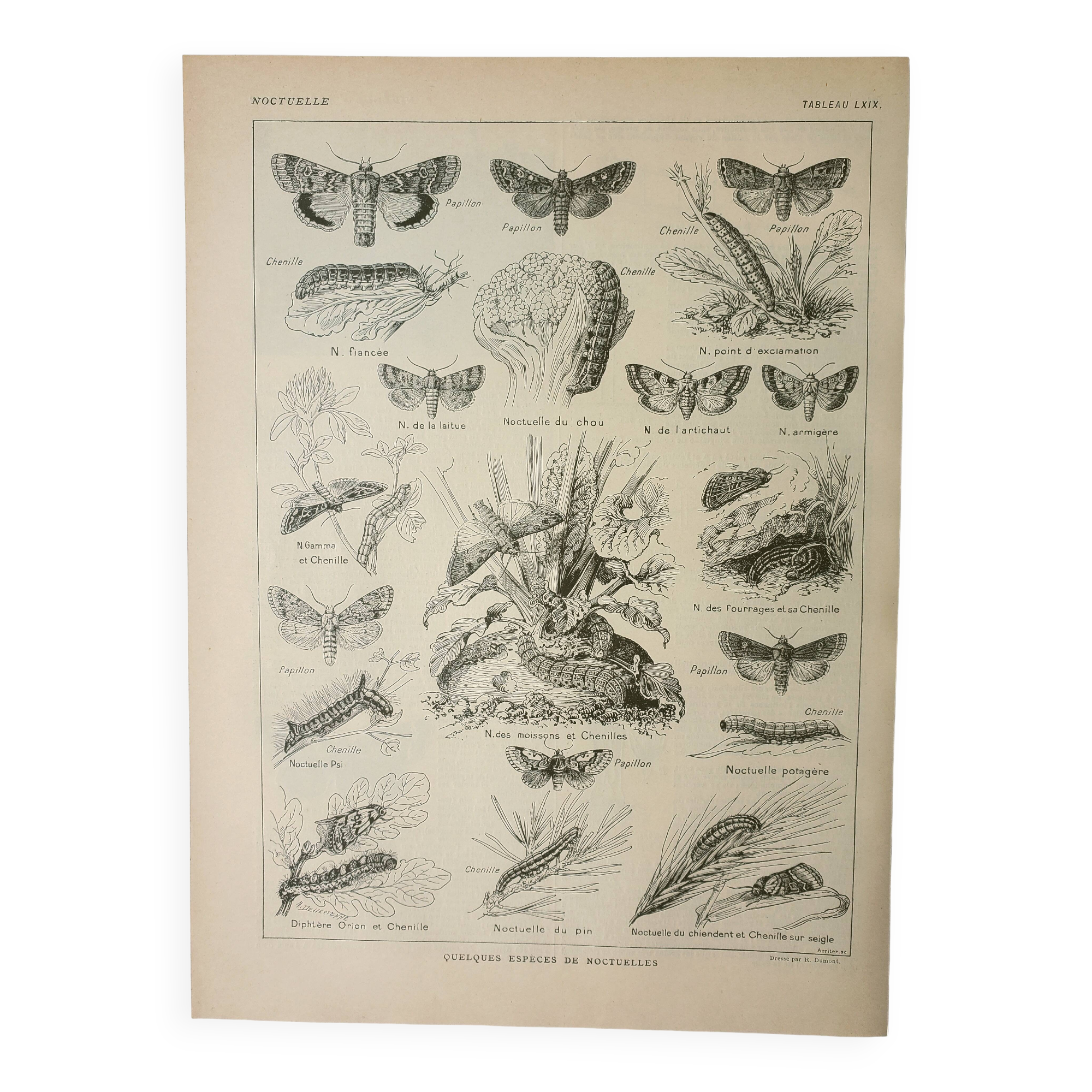 Old lithograph 1922, Noctuelle, insect, entomology, butterflies • Engraving, original illustration