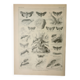 Lithographie ancienne, Noctuelle, insecte, entomologie, papillons, 1922