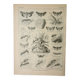Old lithograph 1922, Noctuelle, insect, entomology, butterflies • Engraving, original illustration