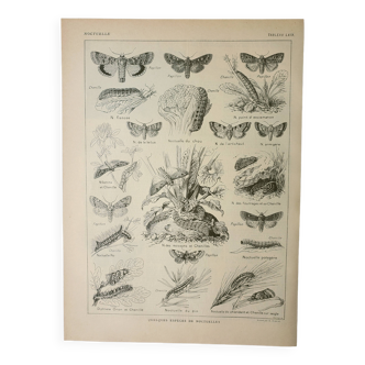 Old lithograph 1922, Noctuelle, insect, entomology, butterflies • Engraving, original illustration