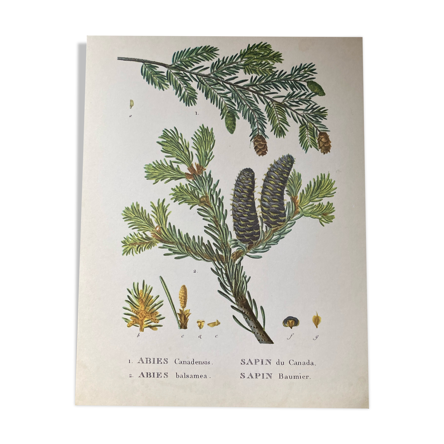 botanical poster the sapinette and balsam of Canada