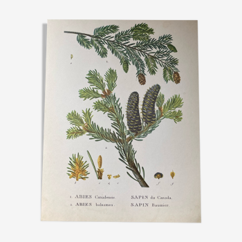 botanical poster the sapinette and balsam of Canada