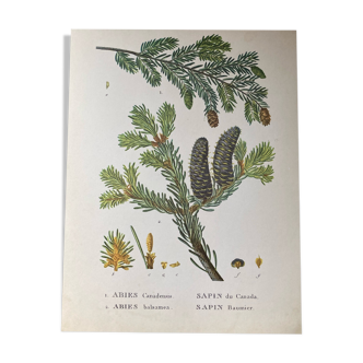 Affiche botanique la sapinette et le baumier du canada