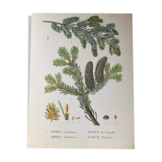 botanical poster the sapinette and balsam of Canada